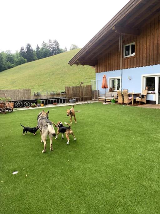 Urlaub Mit Hund Im Salzburger Land Apartment Wegscheid Exterior photo